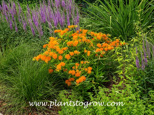 Butterfly Weed (Asclepias tuberosa)
(July 2)